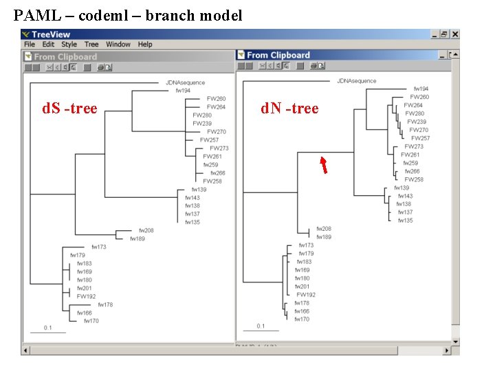 PAML – codeml – branch model d. S -tree d. N -tree 