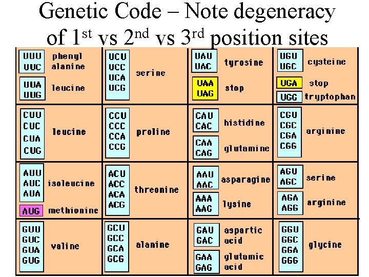 Genetic Code – Note degeneracy of 1 st vs 2 nd vs 3 rd