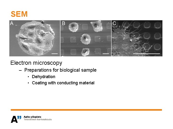 SEM Electron microscopy – Preparations for biological sample • Dehydration • Coating with conducting