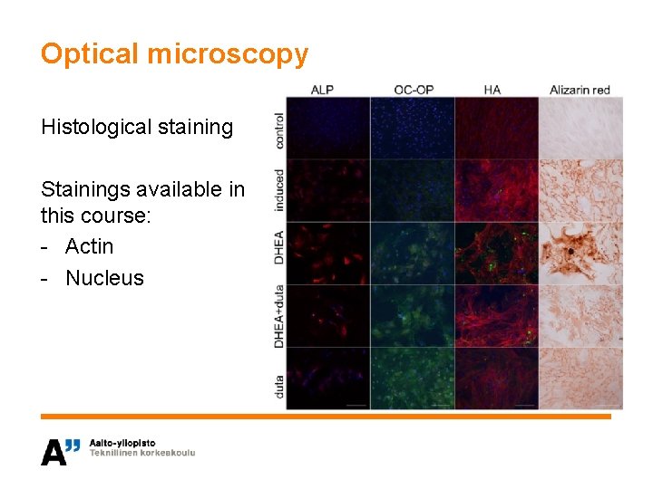 Optical microscopy Histological staining Stainings available in this course: - Actin - Nucleus 