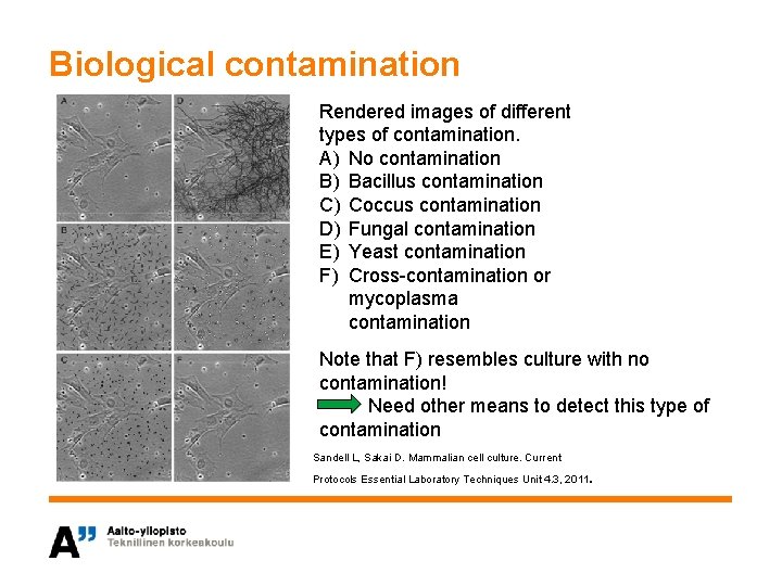Biological contamination Rendered images of different types of contamination. A) No contamination B) Bacillus