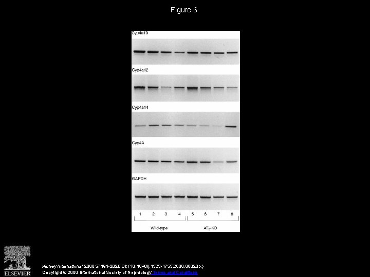 Figure 6 Kidney International 2000 57191 -202 DOI: (10. 1046/j. 1523 -1755. 2000. 00820.