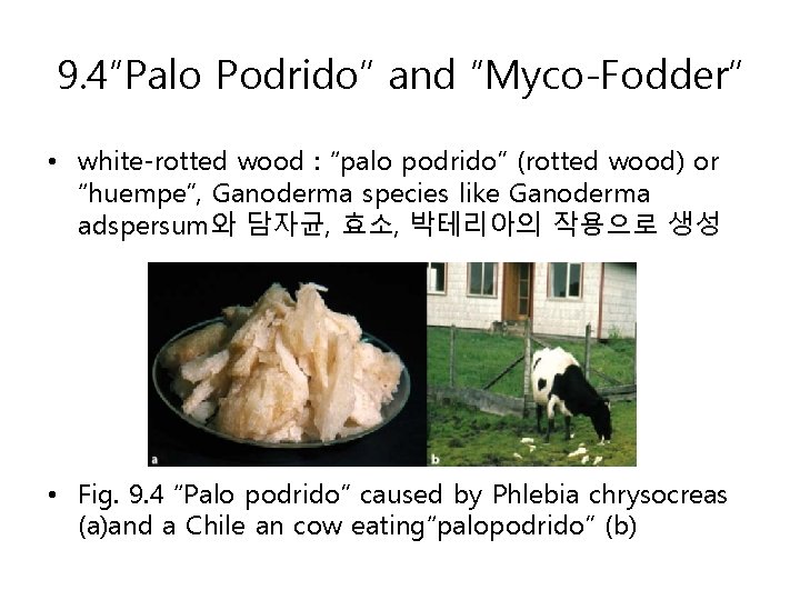 9. 4“Palo Podrido” and “Myco-Fodder” • white-rotted wood : “palo podrido” (rotted wood) or