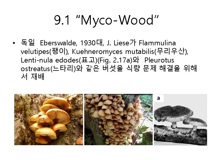 9. 1 “Myco-Wood” • 독일 Eberswalde, 1930대, J. Liese가 Flammulina velutipes(팽이), Kuehneromyces mutabilis(무리우산), Lenti-nula