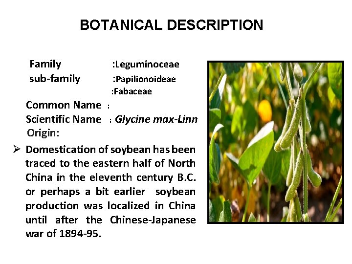 BOTANICAL DESCRIPTION Family sub-family : Leguminoceae : Papilionoideae : Fabaceae Common Name : Scientific