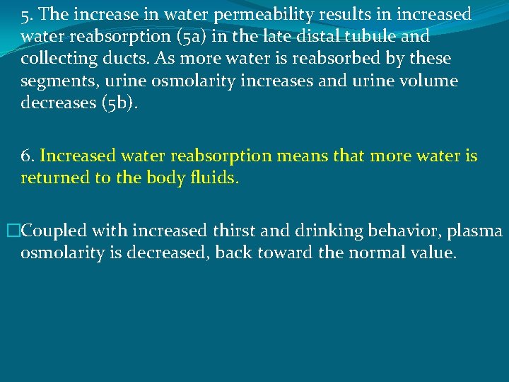 5. The increase in water permeability results in increased water reabsorption (5 a) in