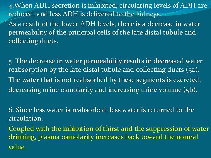 4. When ADH secretion is inhibited, circulating levels of ADH are reduced, and less