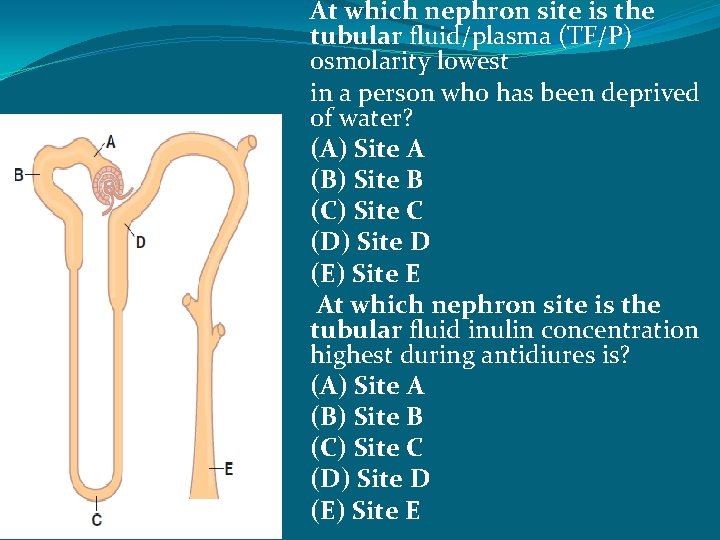 At which nephron site is the tubular fluid/plasma (TF/P) osmolarity lowest in a person