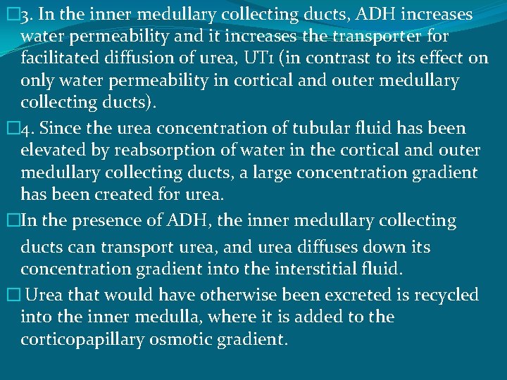 � 3. In the inner medullary collecting ducts, ADH increases water permeability and it