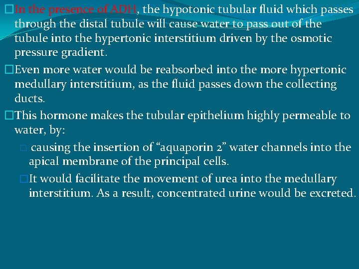 �In the presence of ADH, the hypotonic tubular fluid which passes through the distal