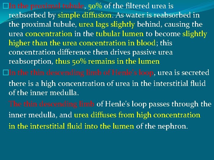 �In the proximal tubule, 50% of the filtered urea is reabsorbed by simple diffusion.