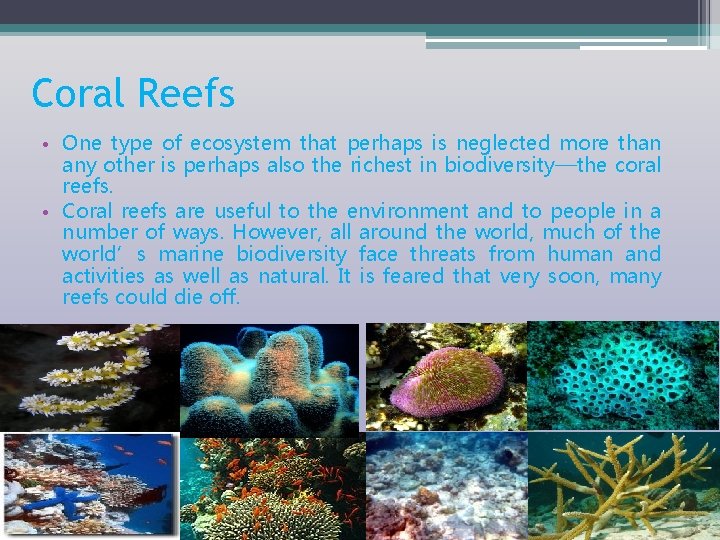 Coral Reefs • One type of ecosystem that perhaps is neglected more than any