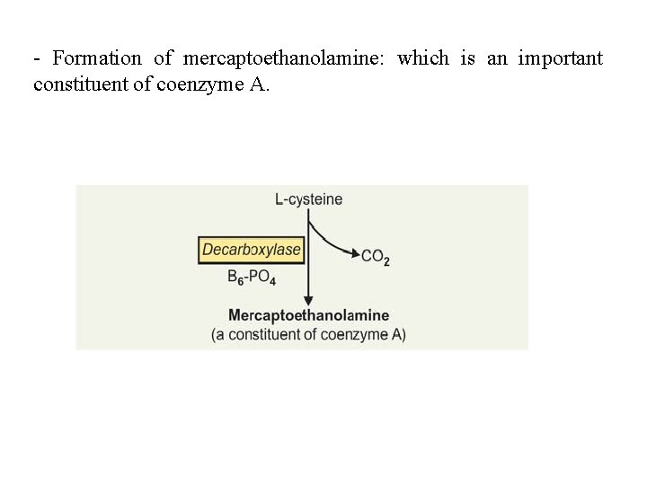 - Formation of mercaptoethanolamine: which is an important constituent of coenzyme A. 