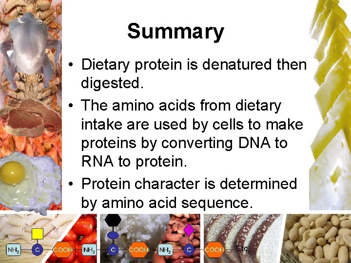 Summary • Dietary protein is denatured then digested. • The amino acids from dietary