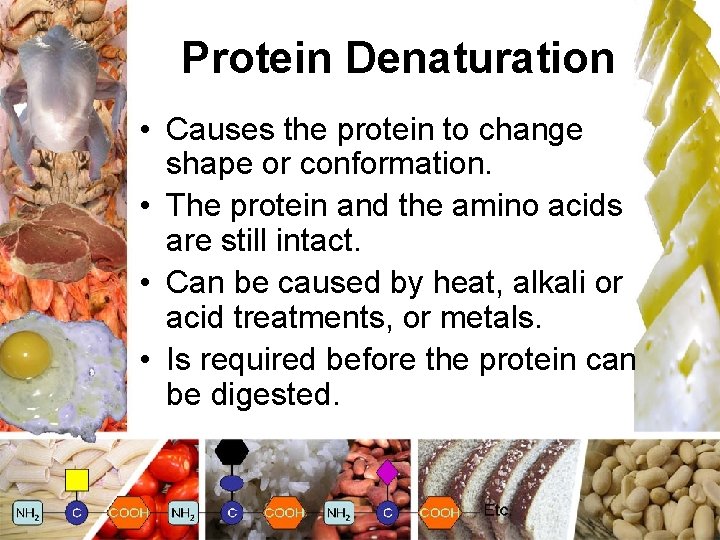 Proteins From Foods to Cells in the Body