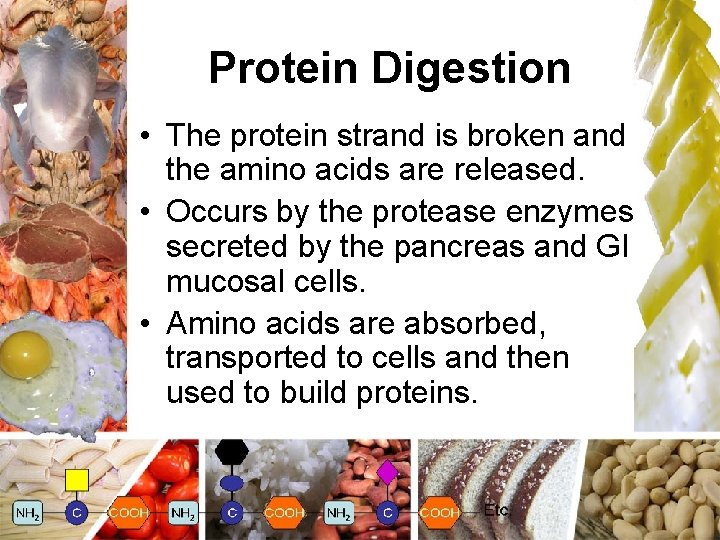 Protein Digestion • The protein strand is broken and the amino acids are released.