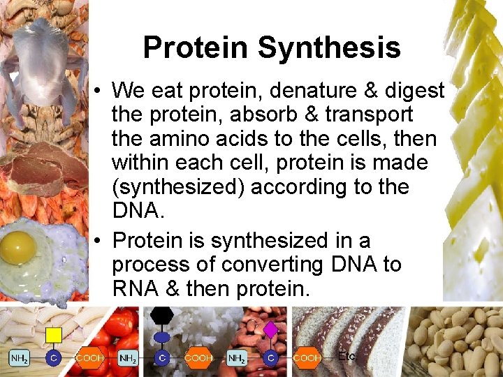 Protein Synthesis • We eat protein, denature & digest the protein, absorb & transport