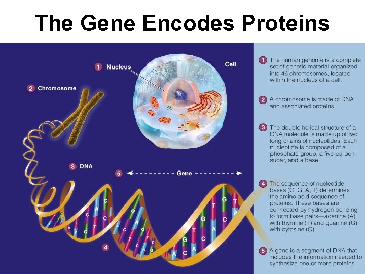 The Gene Encodes Proteins 