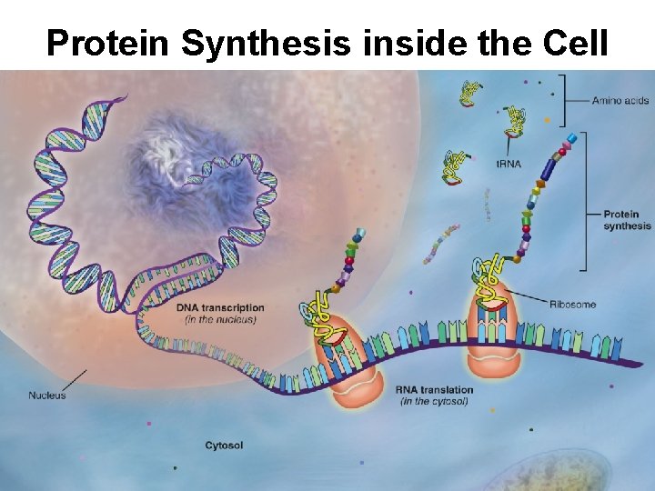 Protein Synthesis inside the Cell 
