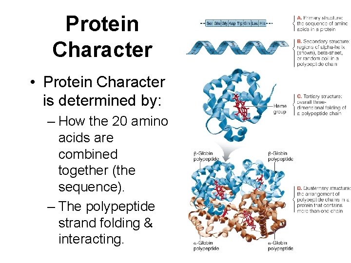 Protein Character • Protein Character is determined by: – How the 20 amino acids