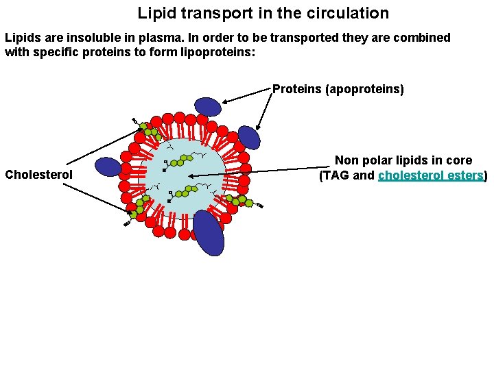 Lipid transport in the circulation Lipids are insoluble in plasma. In order to be