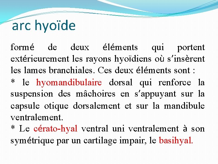 arc hyoïde formé de deux éléments qui portent extérieurement les rayons hyoïdiens où s’insèrent
