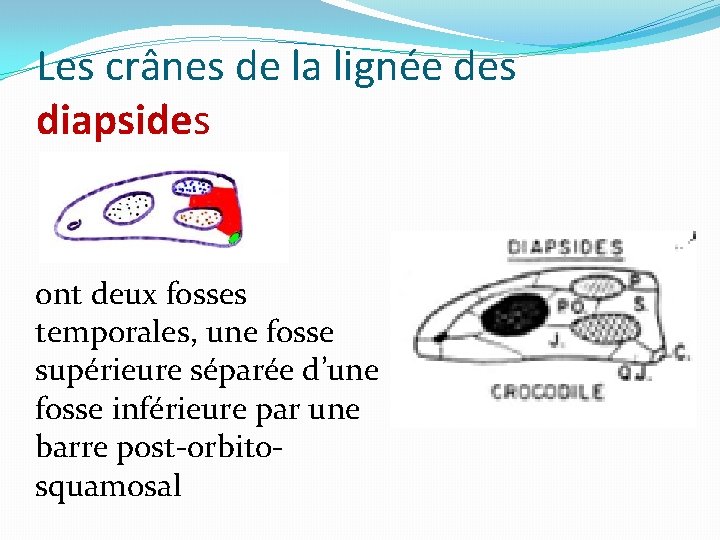 Les crânes de la lignée des diapsides ont deux fosses temporales, une fosse supérieure