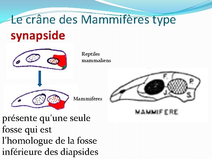 Le crâne des Mammifères type synapside Reptiles mammaliens Mammifères présente qu’une seule fosse qui