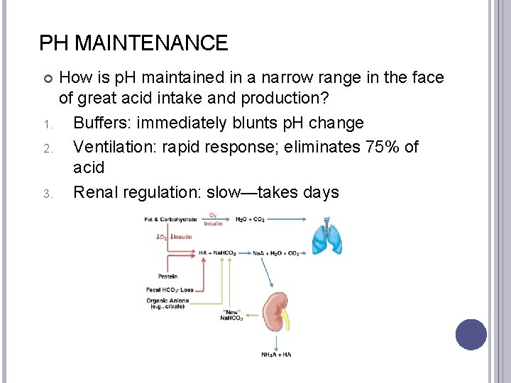 PH MAINTENANCE How is p. H maintained in a narrow range in the face