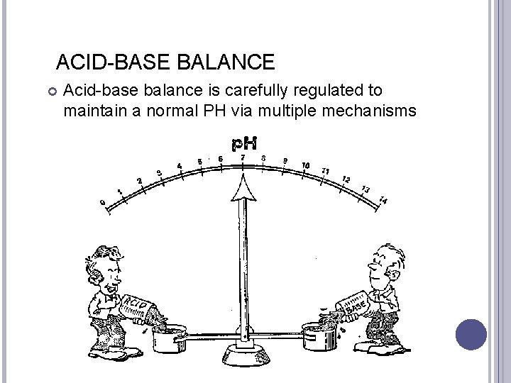 ACID-BASE BALANCE Acid-base balance is carefully regulated to maintain a normal PH via multiple