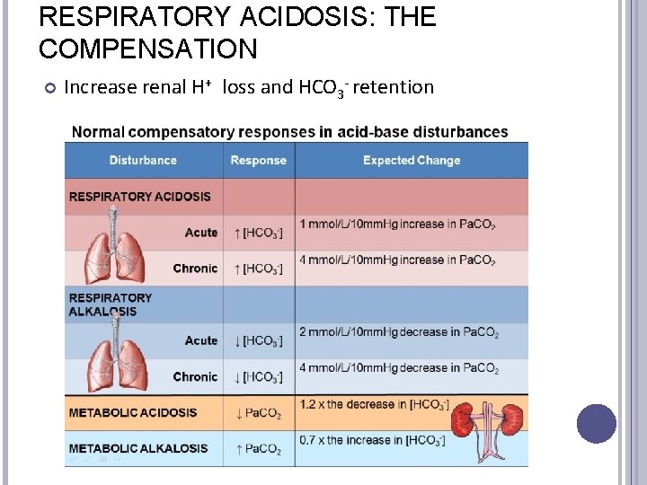 RESPIRATORY ACIDOSIS: THE COMPENSATION Increase renal H+ loss and HCO 3 - retention 