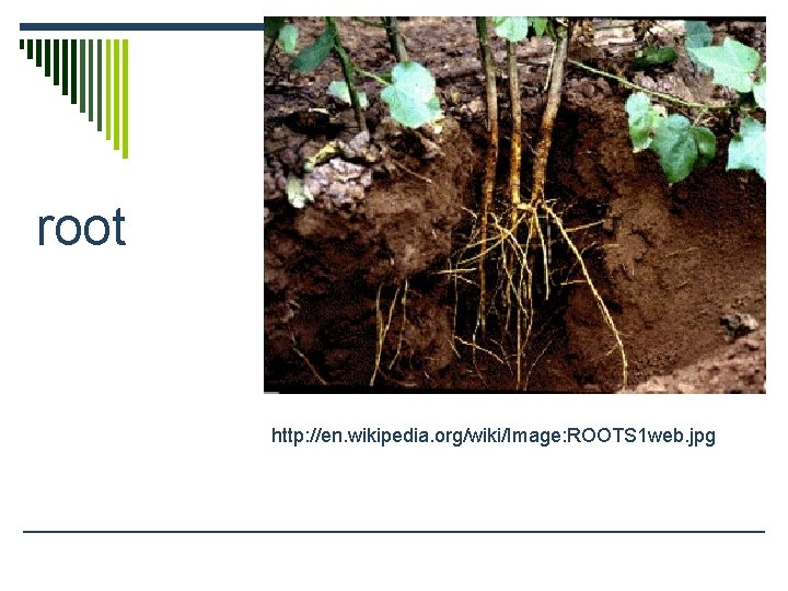 root http: //en. wikipedia. org/wiki/Image: ROOTS 1 web. jpg 