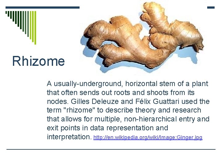 Rhizome A usually-underground, horizontal stem of a plant that often sends out roots and