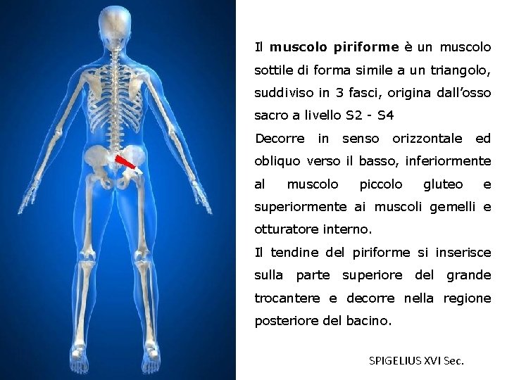 Il muscolo piriforme è un muscolo sottile di forma simile a un triangolo, suddiviso