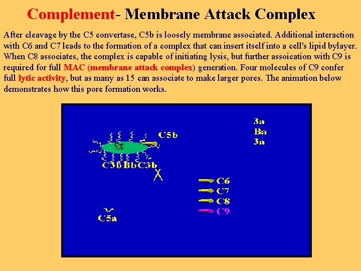 Complement- Membrane Attack Complex After cleavage by the C 5 convertase, C 5 b