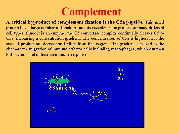 Complement A critical byproduct of complement fixation is the C 5 a peptide. This