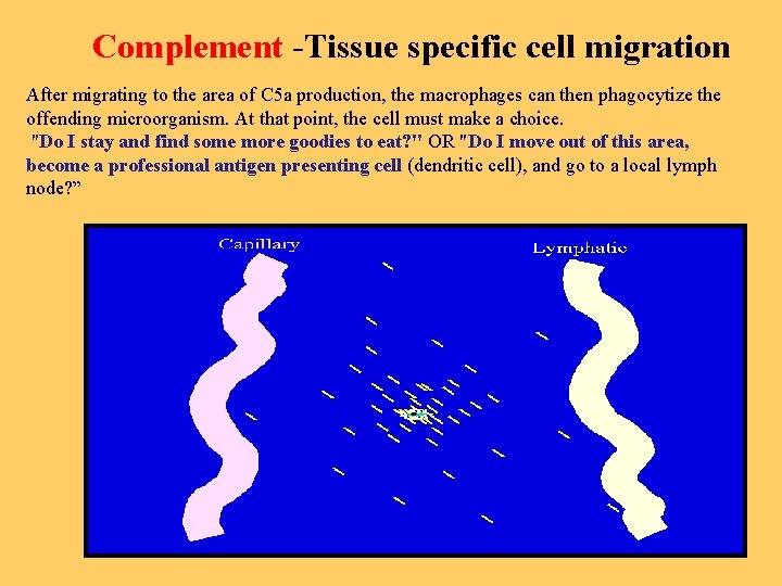 Complement -Tissue specific cell migration After migrating to the area of C 5 a