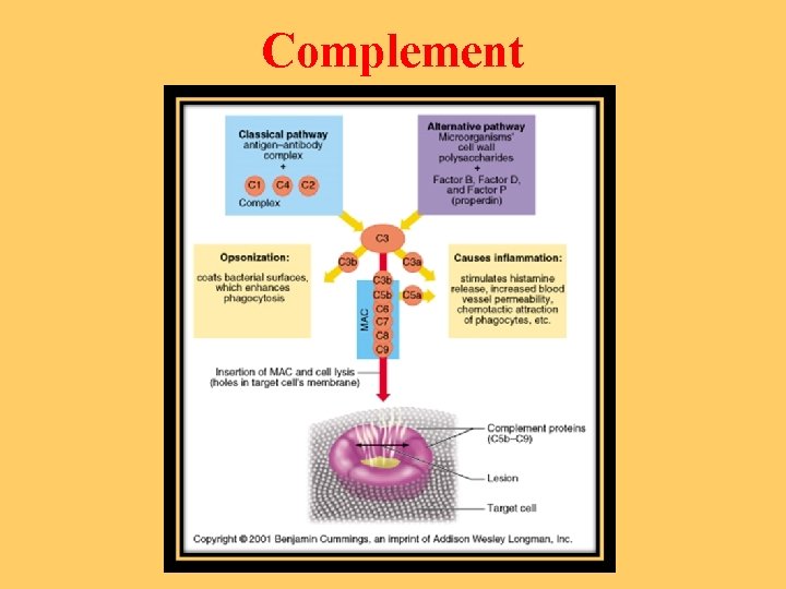 Complement 