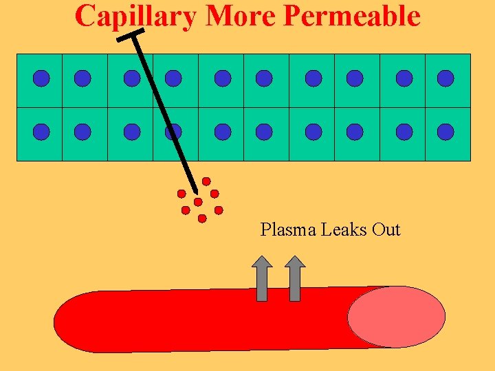 Capillary More Permeable Plasma Leaks Out 