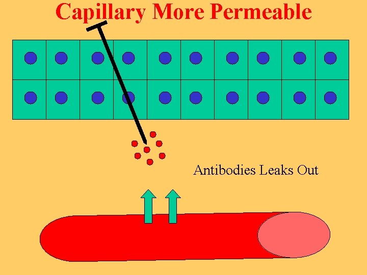 Capillary More Permeable Antibodies Leaks Out 