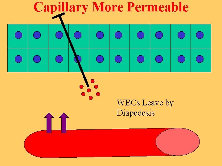 Capillary More Permeable WBCs Leave by Diapedesis 