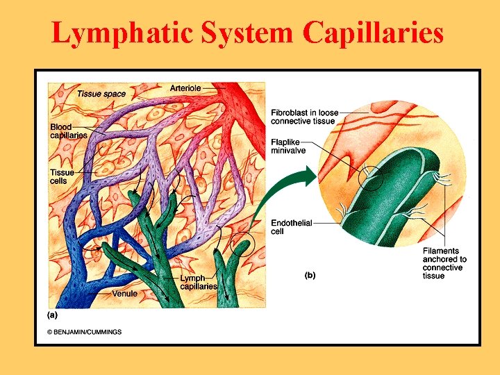 Lymphatic System Capillaries 