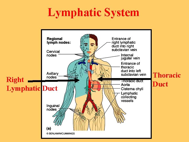 Lymphatic System Right Lymphatic Duct Thoracic Duct 