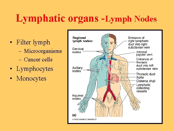Lymphatic organs -Lymph Nodes • Filter lymph – Microorganisms – Cancer cells • Lymphocytes