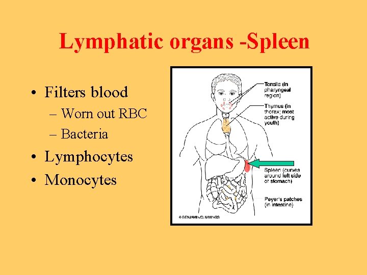 Lymphatic organs -Spleen • Filters blood – Worn out RBC – Bacteria • Lymphocytes