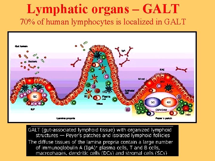 Lymphatic organs – GALT 70% of human lymphocytes is localized in GALT 