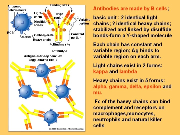Antigenic determinants Binding sites Light chain Hinge region Disulfide bonds RCB Antigen A Carbohydrate