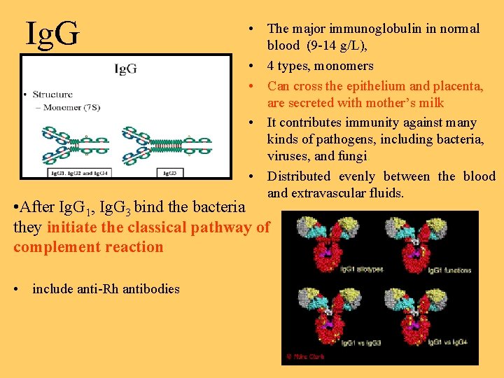 Ig. G • The major immunoglobulin in normal blood (9 -14 g/L), • 4
