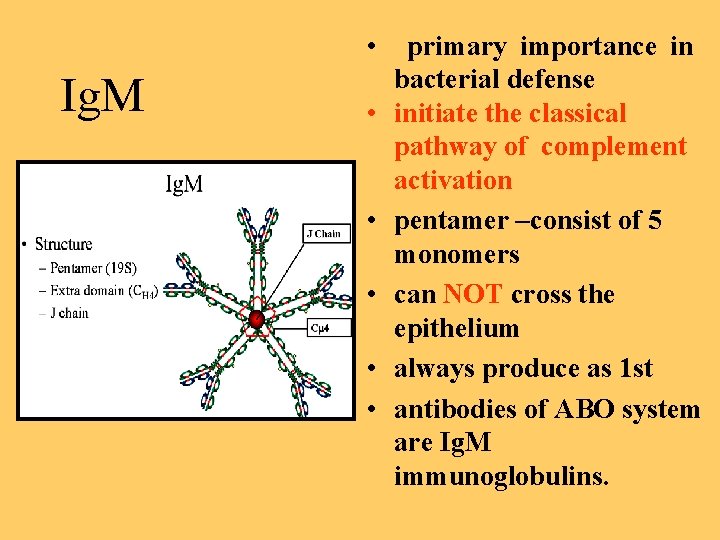  • Ig. M • • • primary importance in bacterial defense initiate the