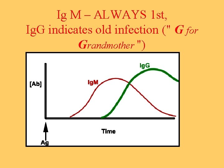 Ig M – ALWAYS 1 st, Ig. G indicates old infection (" G for